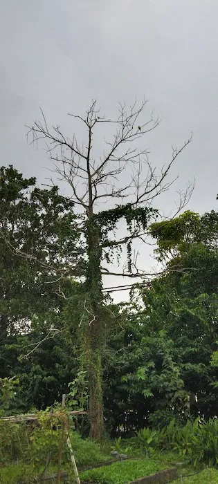 Kebun Barokah Zon K Puncak Alam Picture 5