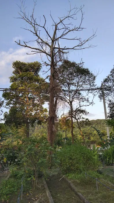 Kebun Barokah Zon K Puncak Alam Picture 9