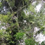 Batu Ancar