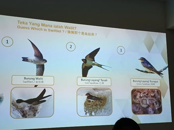 Swiftlet Eco Culture Museum 金丝燕窝生态文化馆 Picture 8