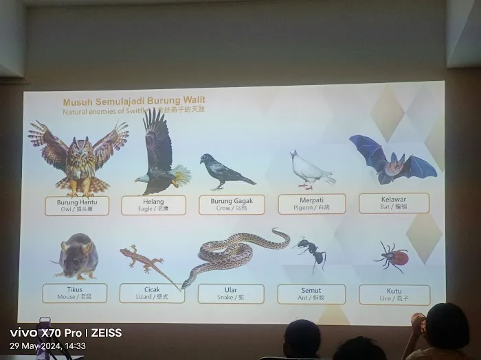 Swiftlet Eco Culture Museum 金丝燕窝生态文化馆 Picture 5