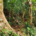 TRAIL HEAD GUNUNG LIANG
