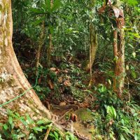 TRAIL HEAD GUNUNG LIANG ico