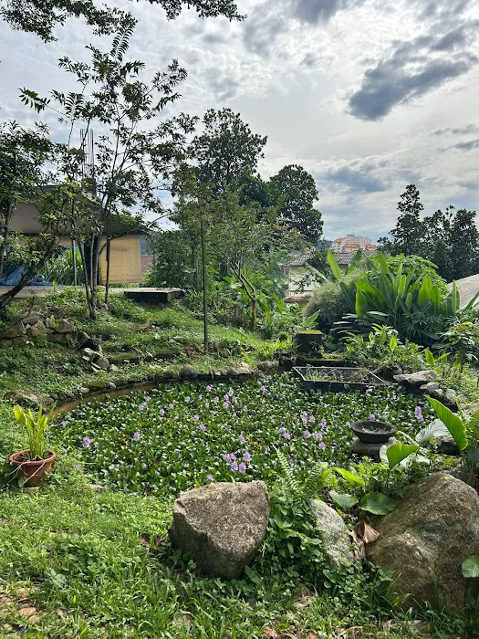 Mukha Tree Picture 6