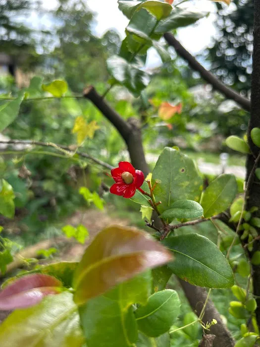 Mukha Tree Picture 1
