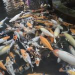 Rainforest @ 1 Utama