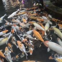 Rainforest @ 1 Utama ico