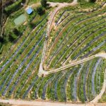 3T Durian Farm