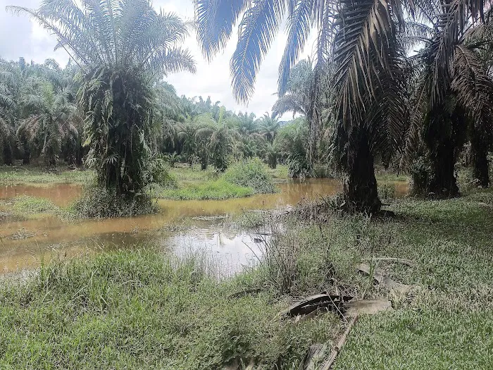 Port haruan curutzzz Picture 1