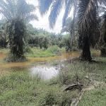 Port haruan curutzzz