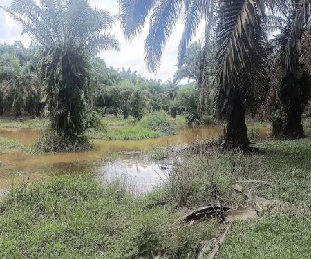 Port haruan curutzzz
