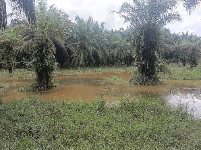 Port haruan curutzzz Picture 3