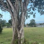 BU6 Community Park Garden