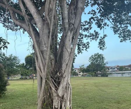 BU6 Community Park Garden