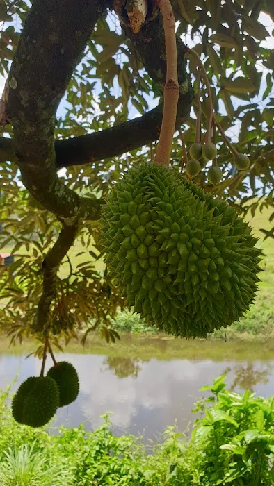 My Derian Malaysia Picture 5