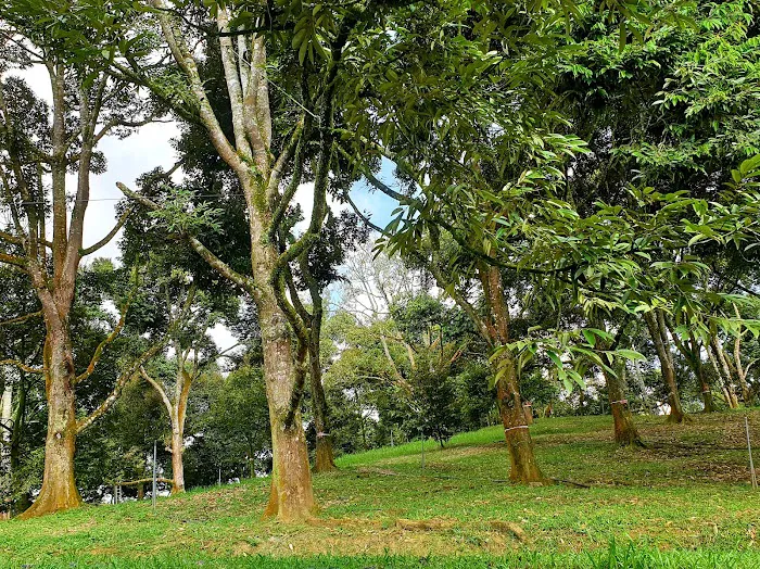 My Derian Malaysia Picture 7