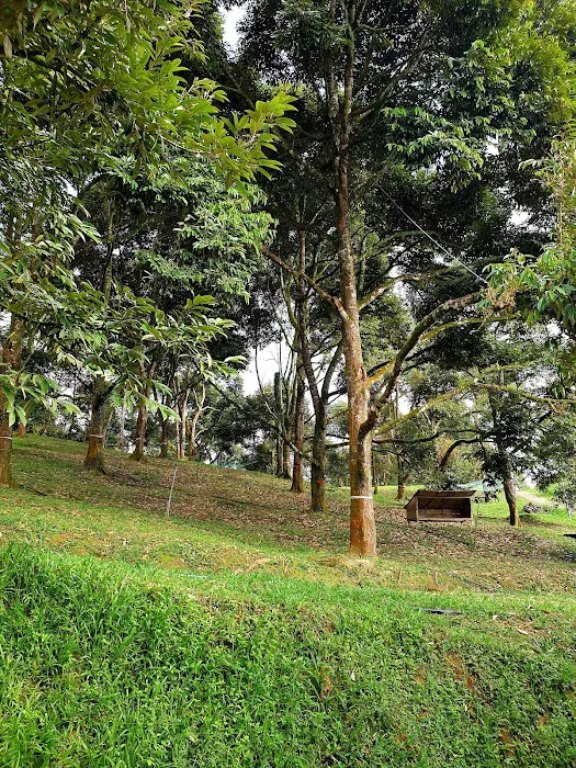 My Derian Malaysia Picture 8