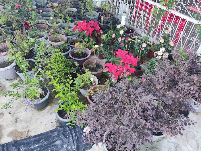 Shohalli's Florist Nursery Picture 9