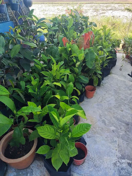 Shohalli's Florist Nursery Picture 1