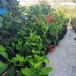 Shohalli's Florist Nursery