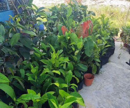 Shohalli's Florist Nursery