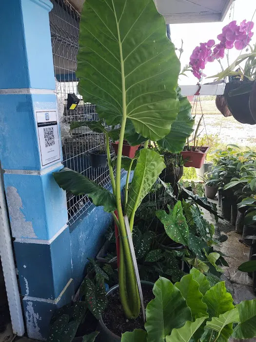 Shohalli's Florist Nursery Picture 5