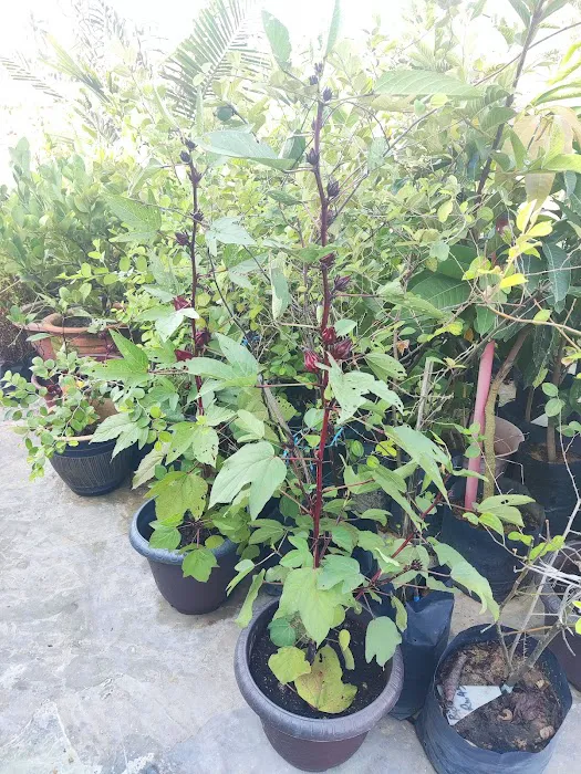 Shohalli's Florist Nursery Picture 8