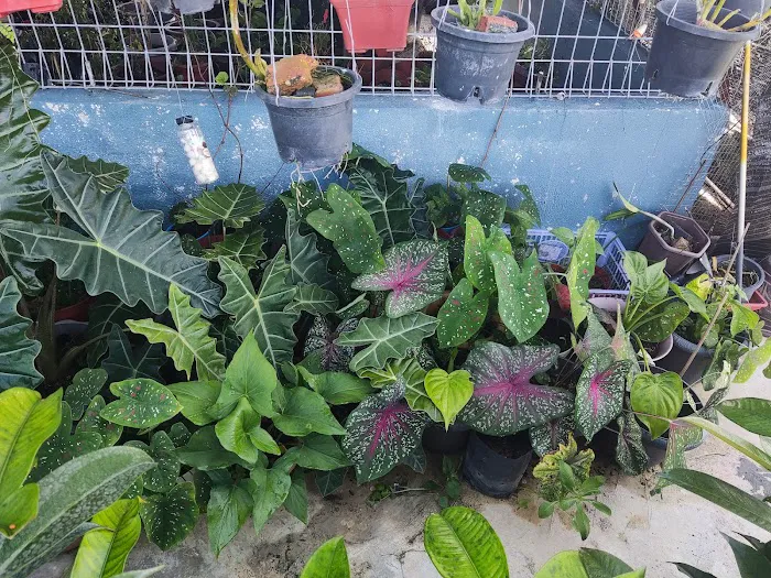 Shohalli's Florist Nursery Picture 2