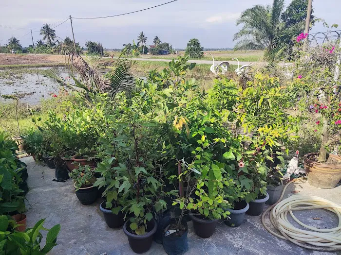 Shohalli's Florist Nursery Picture 6