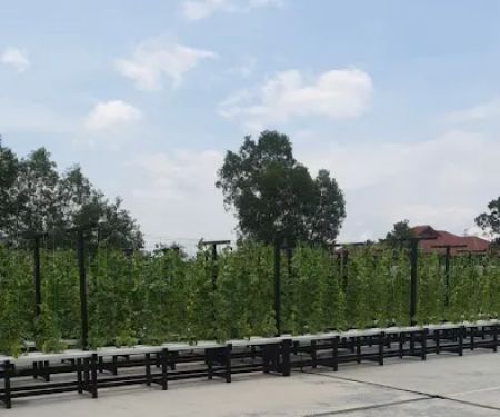 BSB Agro Hydroponic