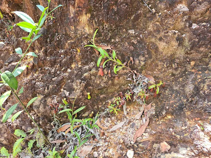 Puncak Bukit Rangin Picture 10