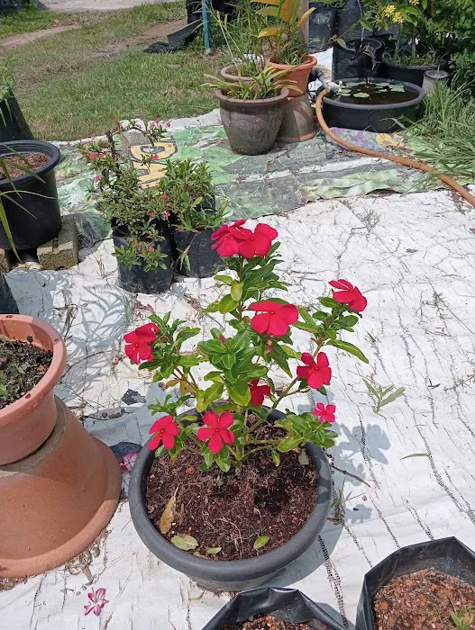 Kenangaflowerfarm Picture 2