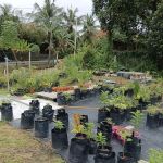 Kenangaflowerfarm