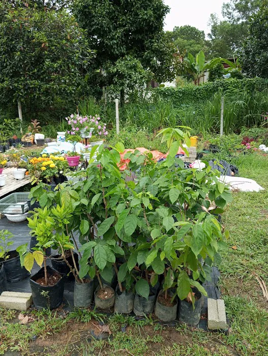 Kenangaflowerfarm Picture 10