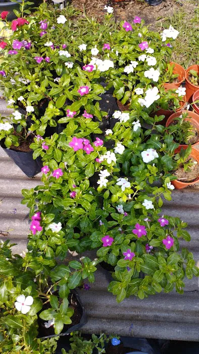 Kenangaflowerfarm Picture 8