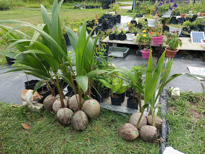 Kenangaflowerfarm Picture 5