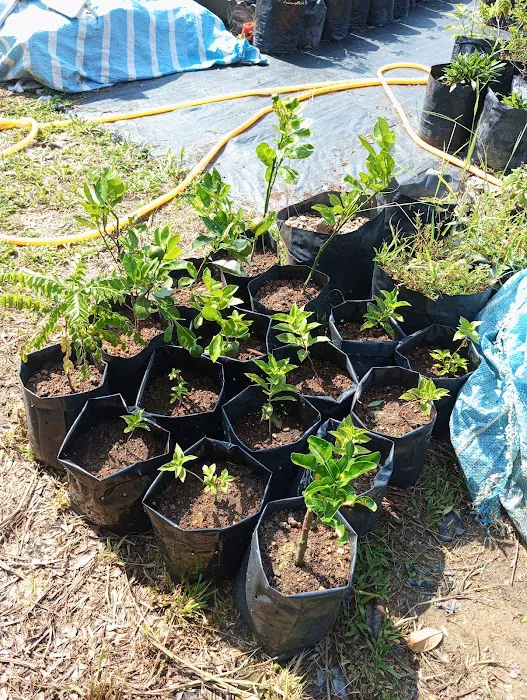 Kenangaflowerfarm Picture 6