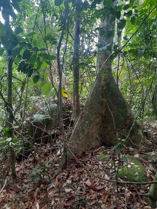 Starting Trail Bukit Galing Picture 1