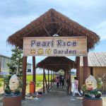 Paddy Museum