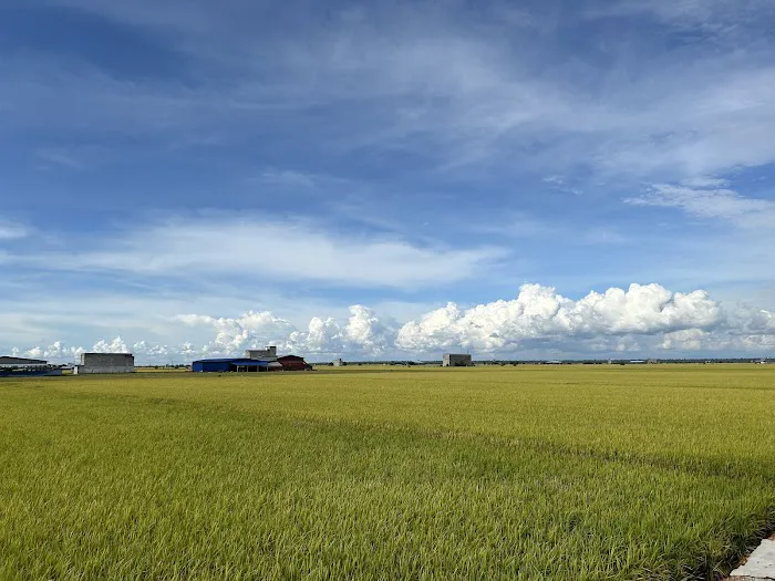 Sekinchan Padi Fields Picture 1