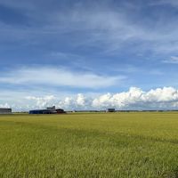 Sekinchan Padi Fields ico
