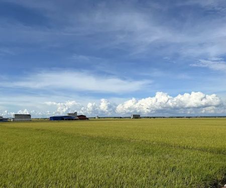 Sekinchan Padi Fields