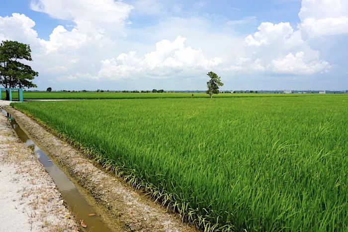 Sekinchan Padi Fields Picture 3