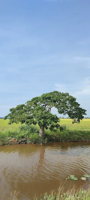 Sekinchan Padi Fields Picture 6