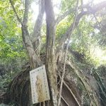 Bodhi Tree