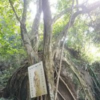 Bodhi Tree ico