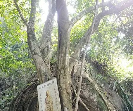 Bodhi Tree