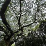 Town Park Pandan Indah