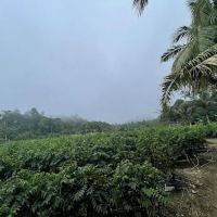 Pahang ico