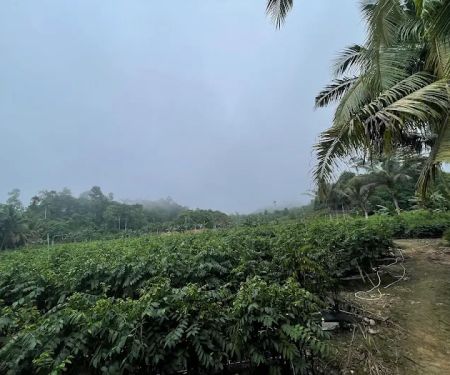 Pahang